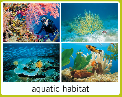 Different Habitats For Different Animals Video For Kids Different Habitats For Different Animals Video For Kids