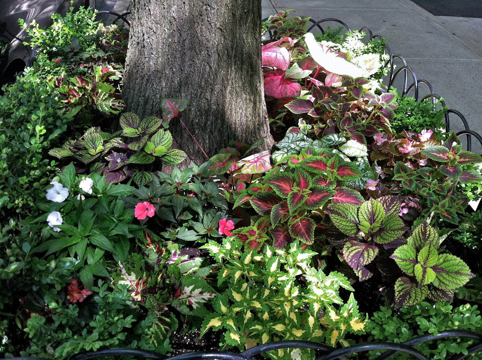 Secrets Of A Seed Scatterer Boxwood Propagation Seeds