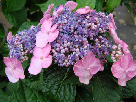 Flora Wonder Blog Viburnum When You Can Mulch Them