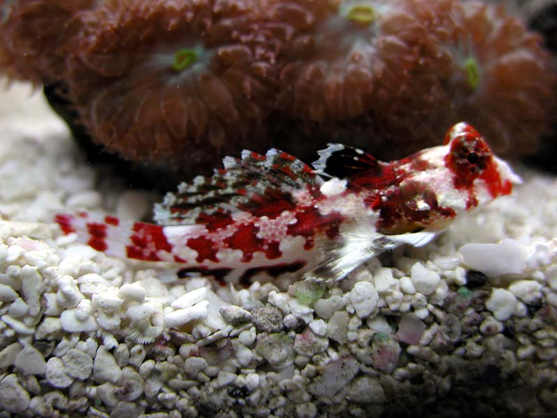 Scooter Blenny
