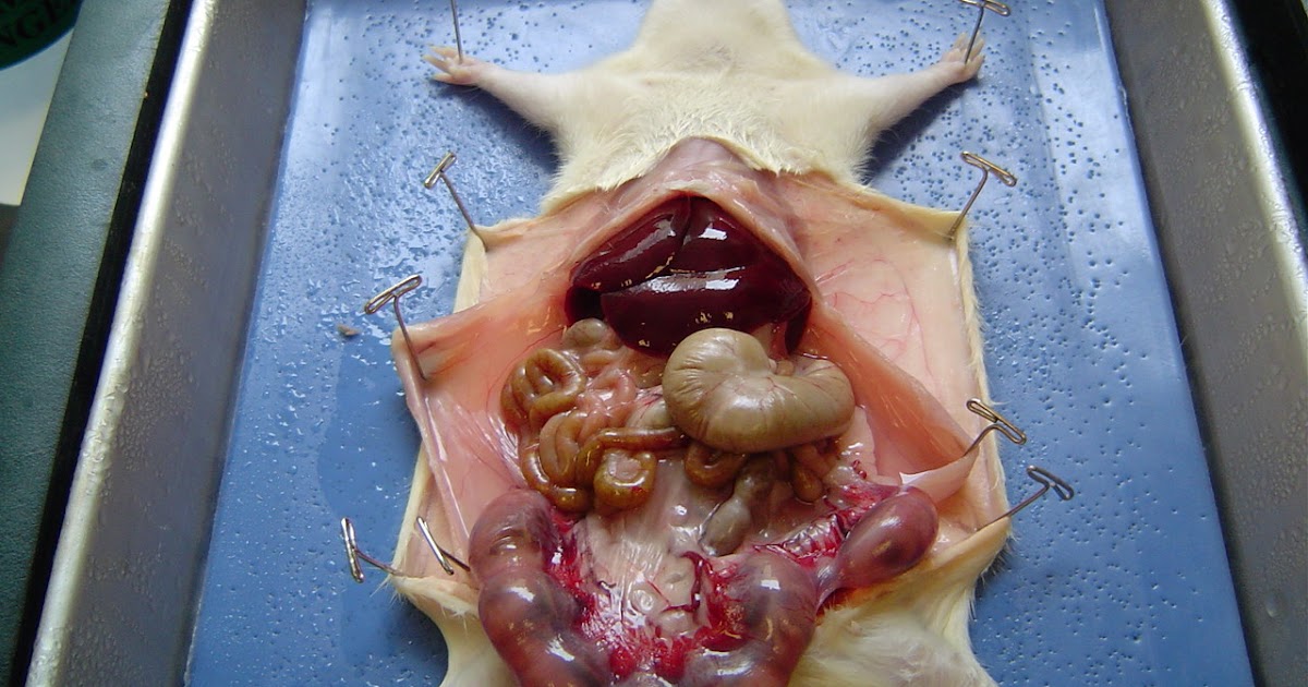 Rozaini Othman (Guru Cemerlang Biologi): Biological Terms cow femur diagram 