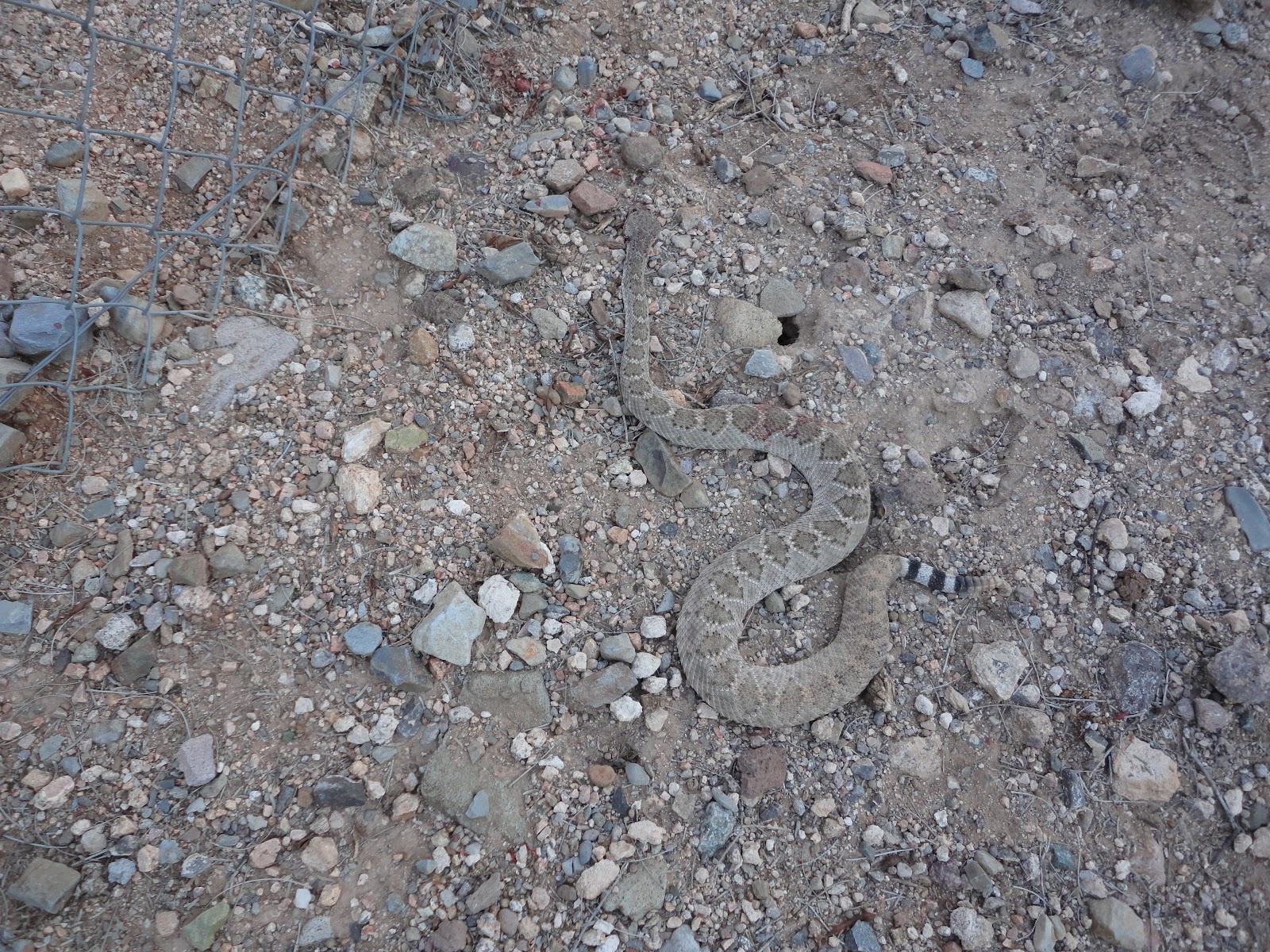 Desert Home: I love the desert, but....