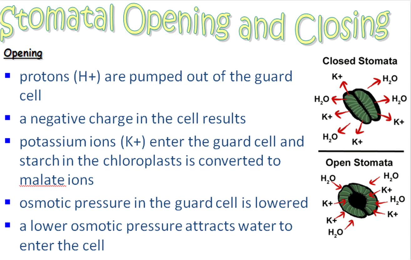 AS biology Ms Timms images for gas exchange in plants