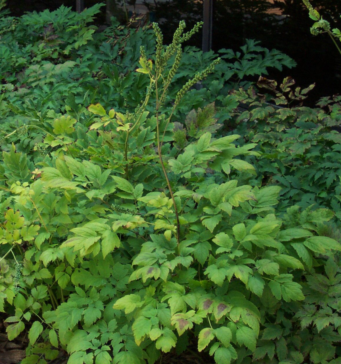 Black Cohosh supplement Best Supplement Guide