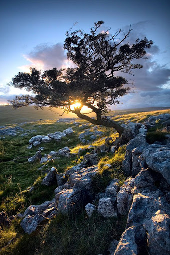 Tree best iphone wallpapers, Tree at Sunrise iphone 4 wallpaper size, Nature free iphone wallpapers, best iphone 4 wallpapers, cool iphone wallpapers, retina display wallpapers, iphone 4 wallpaper hd, Sunrise wallpaper for iphone 4