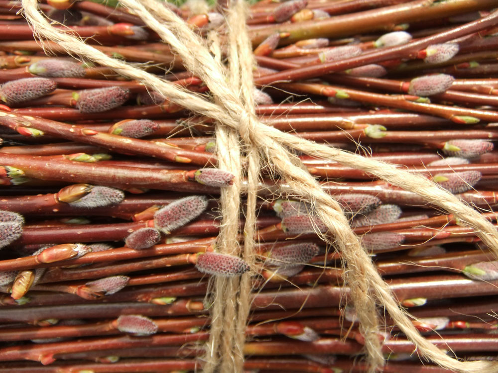 willow crop