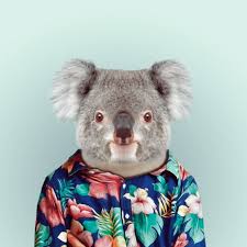 Koala :3