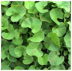 Get Medicinal Plants Gift Of Nature Indian Pennywort Kudangal Mandook Free Get Wallpaper Medicinal Plants Gift Of Nature Indian Pennywort Kudangal Mandook For Android