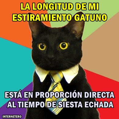 meme-gatos-siesta-estiramiento