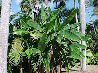  ... musa spp using a set of previously published ssr markers is described