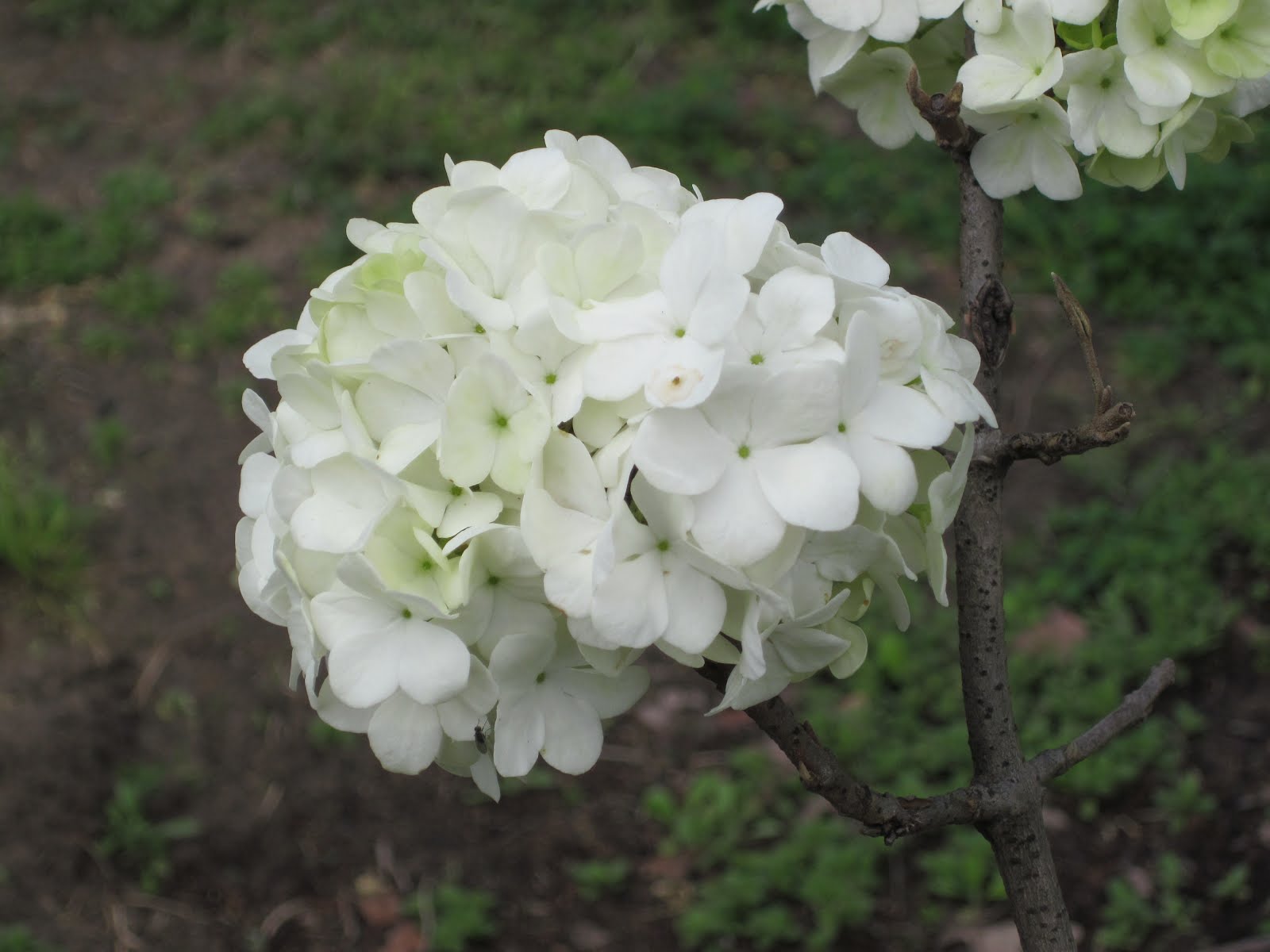 One To Grow On Hydrangea Care And Pruning A Mystery Solved