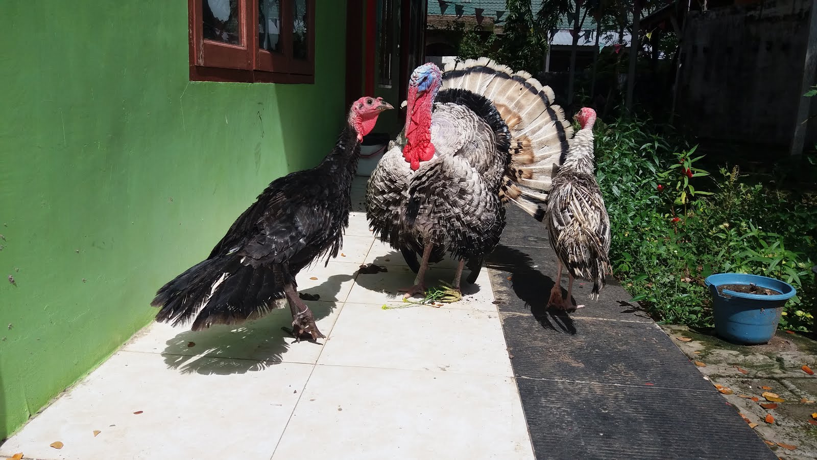 Ayam Hias Makassar