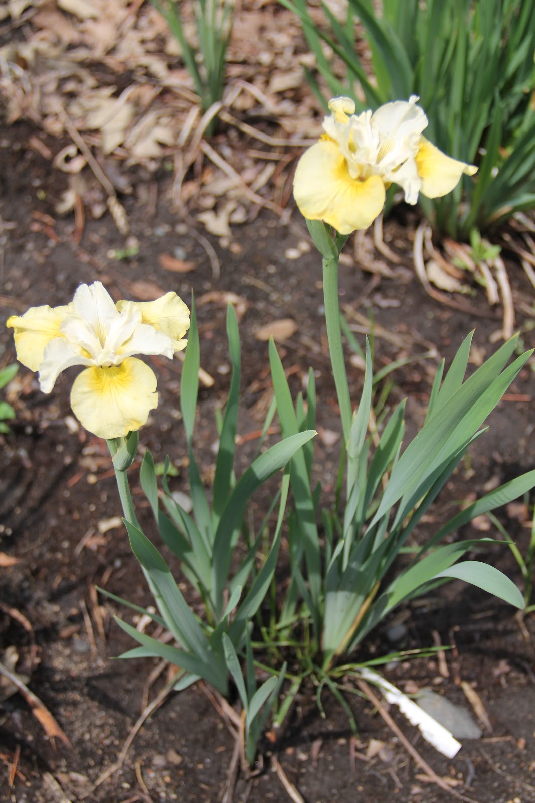 SummerChase Gardens Dwarf Siberian Iris