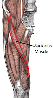Sartorius Muscle