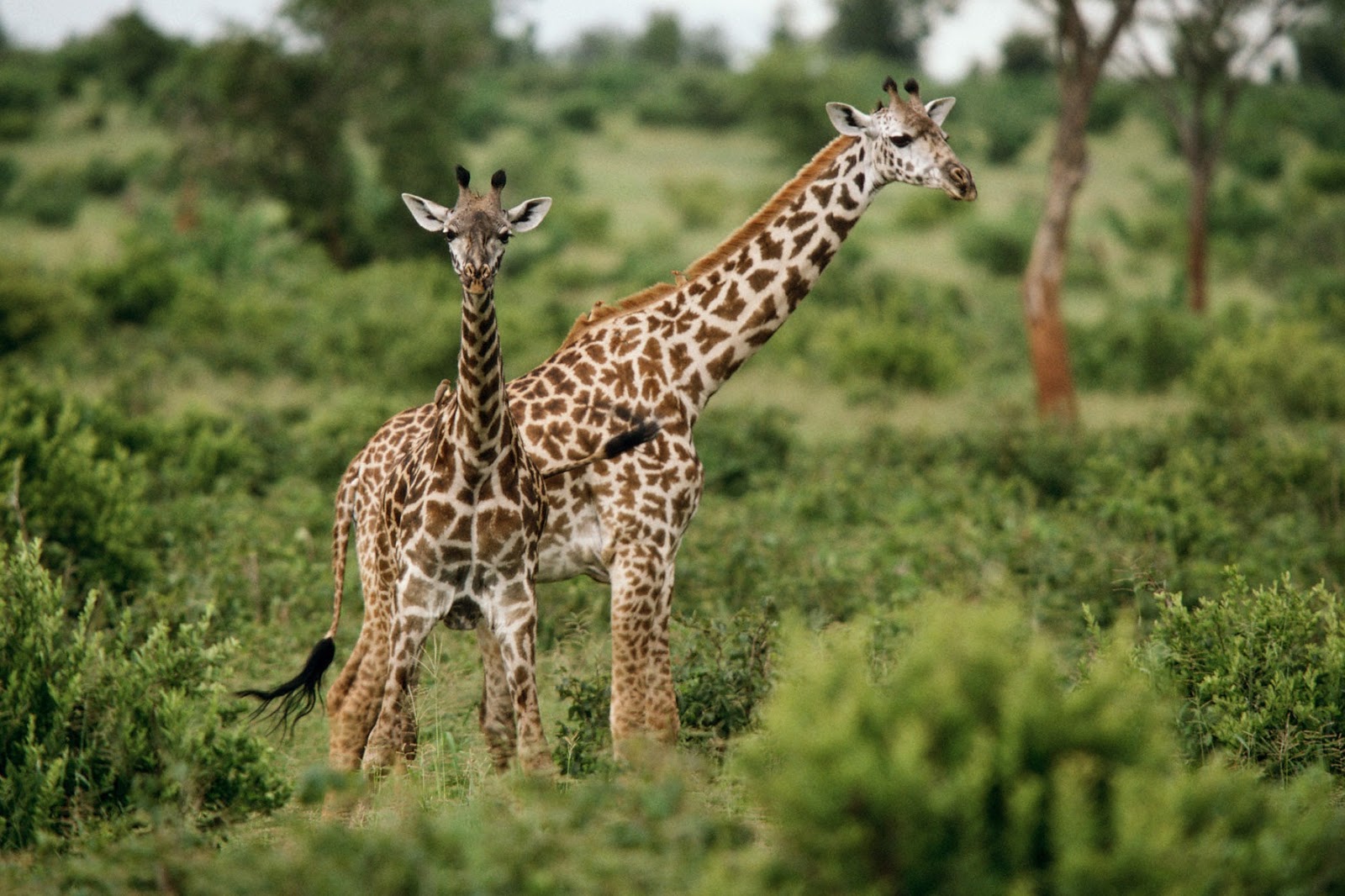 African-Wildlife.jpg
