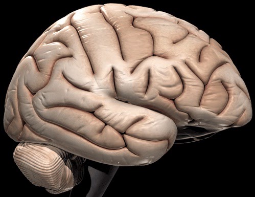 Otak manusia seperti orang sedang sujud - Unikversiti