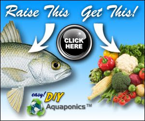 home aquaponics