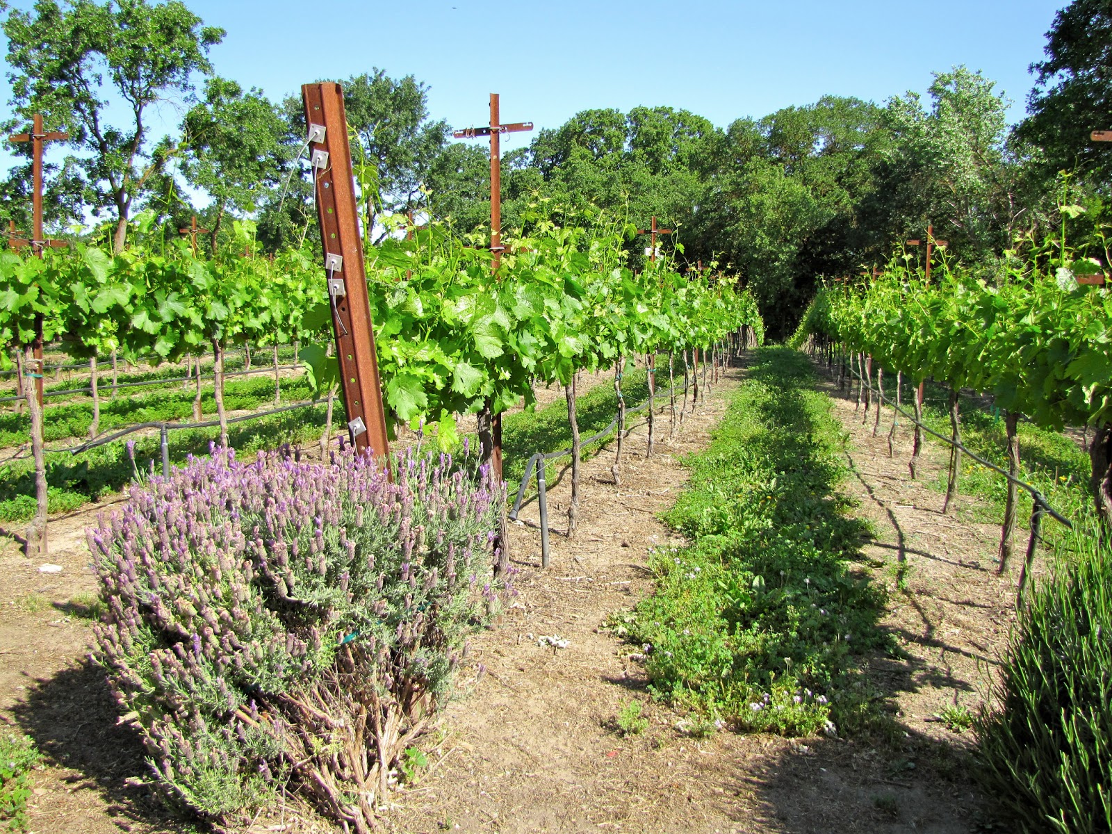 Erik Wait's Wine Country Photography St. Winery Acampo, California