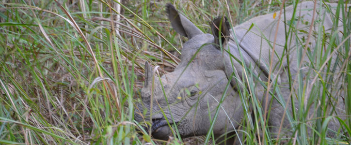 Rhino safari in Chitwan