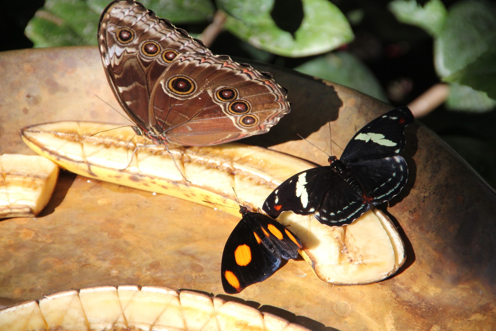 Adventure Thug Butterfly Rainforest, Gainesville, FL