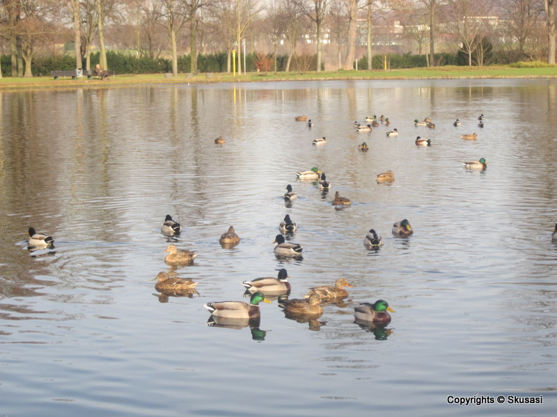 Peter Fu S Photoblog August 2013