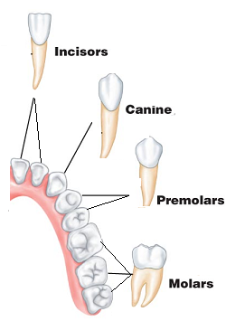 # 53 Human teeth and dental decay | Biology Notes for IGCSE 2014