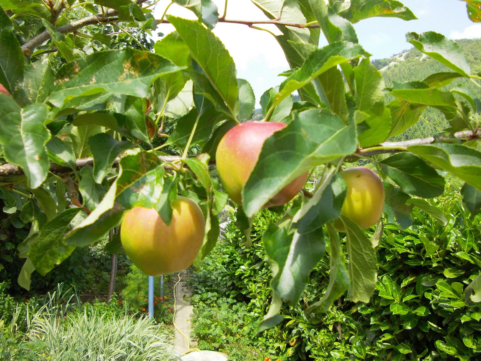 Flored'ardèche La pomme , le fruit défendu.........