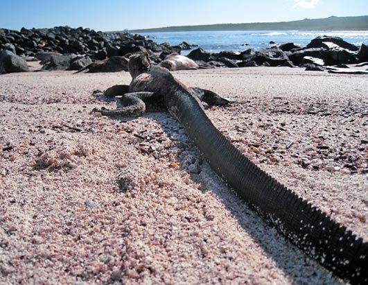 Animals - Galapagos Island Seen On www.coolpicturegallery.us