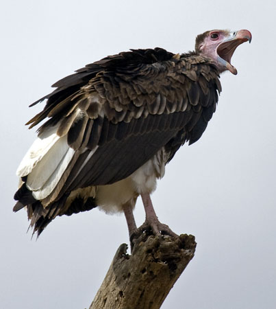 vulture4.jpg