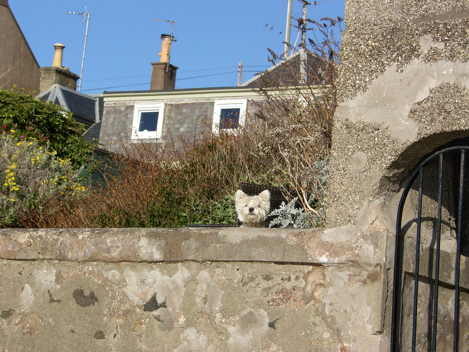 Holiday Cottage Fife Scotland Dog Watch Fife
