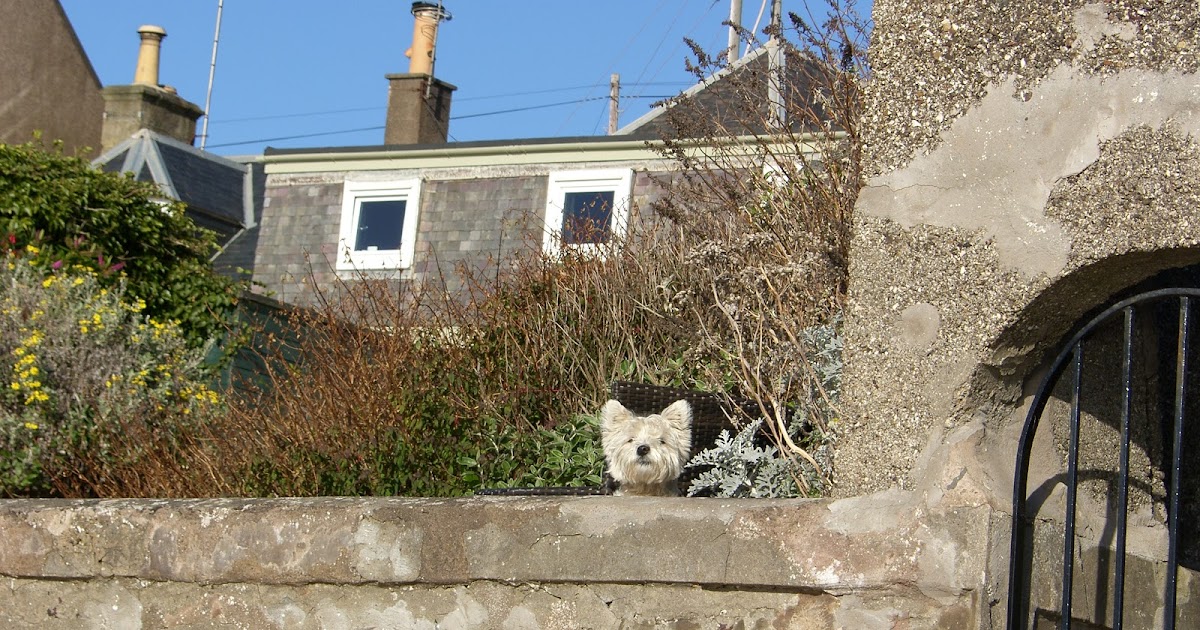 Holiday Cottage Fife Scotland Dog Watch Fife