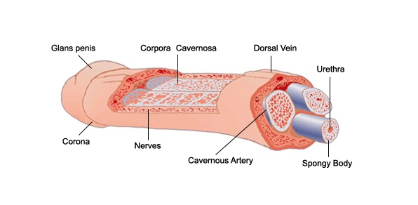 Works penis actually enlargement that Penis Stretching: Works penis actually enlargement that Penis Enlargement