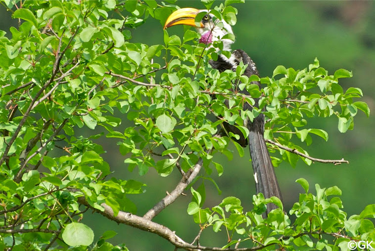 Östlicher Gelbschnabeltoko (Tockus flavirostris)