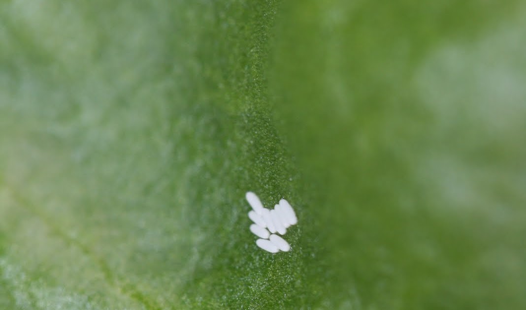 Tasty Travels... food talks, I listen Leaf Miner Eggs