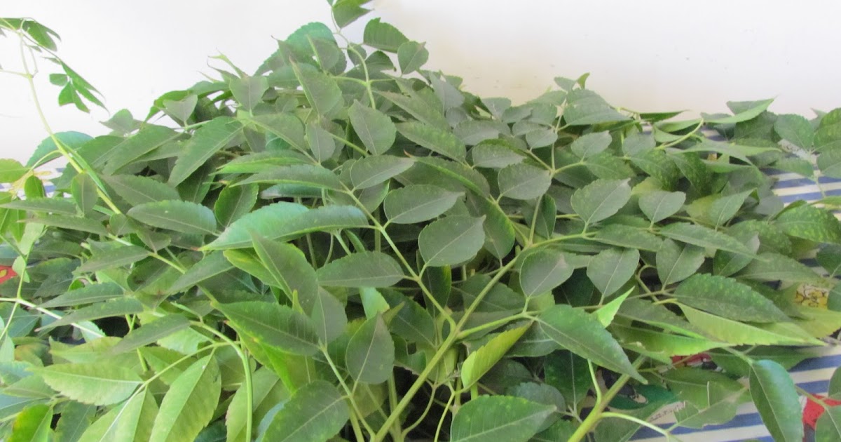 The Home Manager's Junction Preserving Grains Using Neem Leaves(Indian