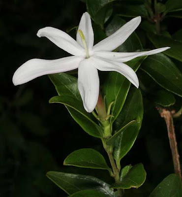 Jasminum abyssinicum Flower Jasminum abyssinicum Flower
