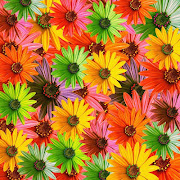 FIORI DEL MONDO (immagini fiori )