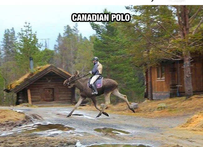 MOOSE! - Life In Canada Is So Much Different, And Colder, Than Life Anywhere Else. MOOSE! - Life In Canada Is So Much Different, And Colder, Than Life Anywhere Else.