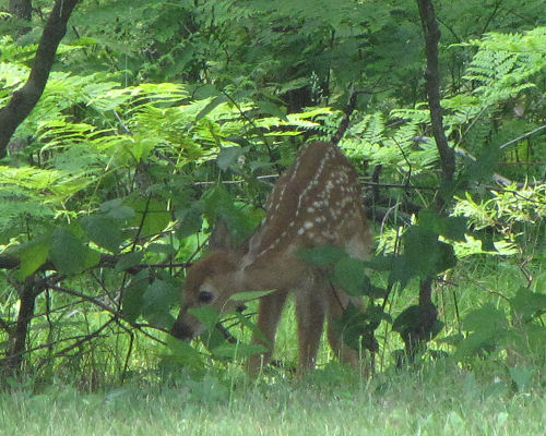 fawn