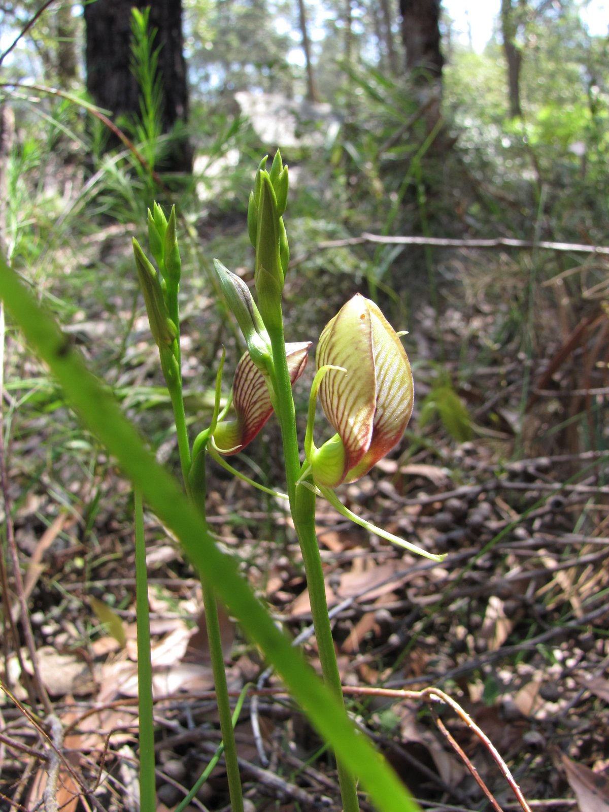 Sydney's Wildflowers and Native Plants Cryptostylis erecta Hooded