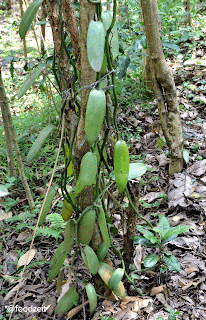 Vanilla plant growing on a tree trunk - Vanille Pflanze wächst an einem Baumstamm hoch