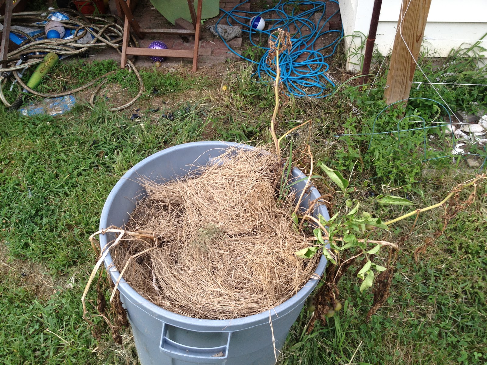 Harvesting Trash Can Potatoes — Green Lifestyle Changes