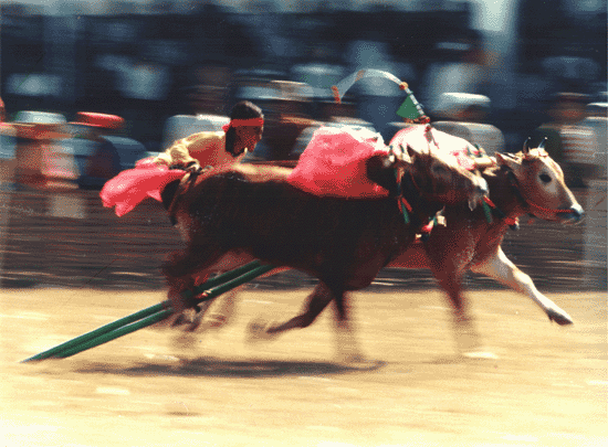 Foto-foto Festival Karapan Sapi...