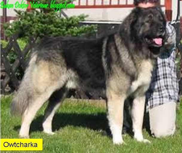 Bukan Doktor Veterinar Baka Anjing Terlarang Banned Dogs