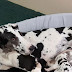 Quand leur chienne enceinte accouche, ils n'arrivent pas à en croire le nombre de bébés!
