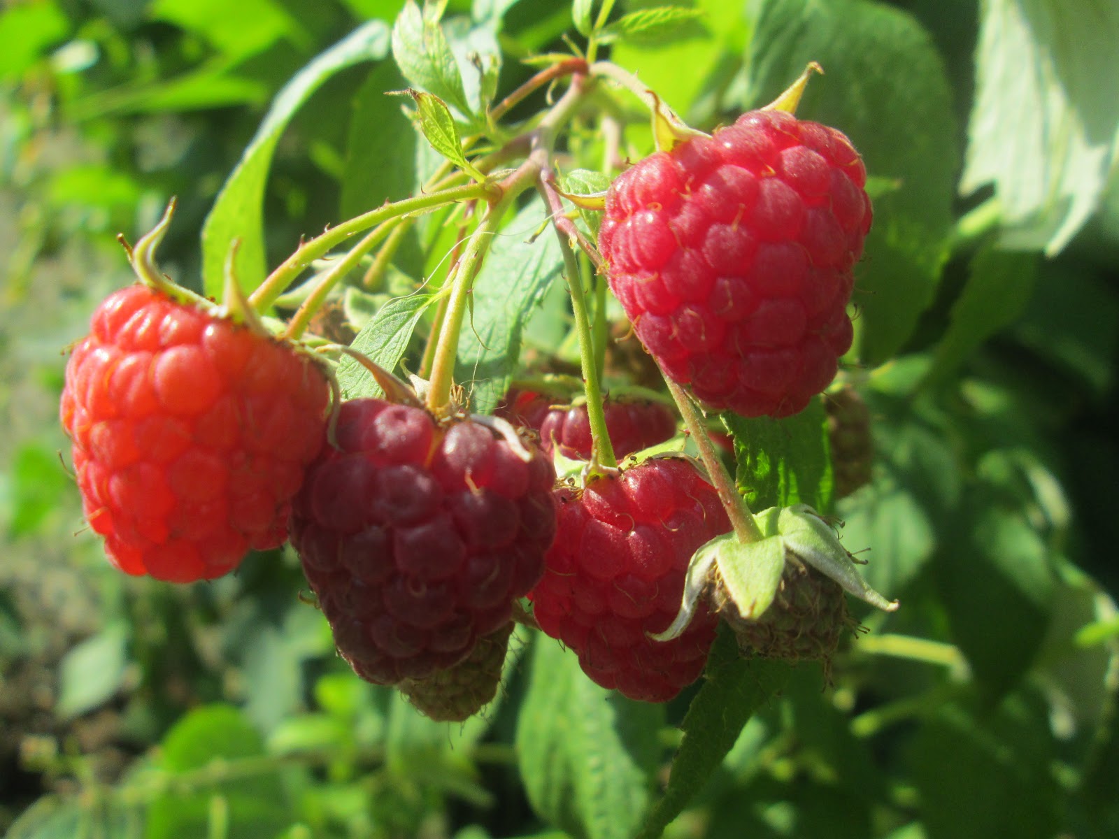 Moja Słowiańska Filozofia | Wiara Przyrodzona Słowian, Poganie, Moja