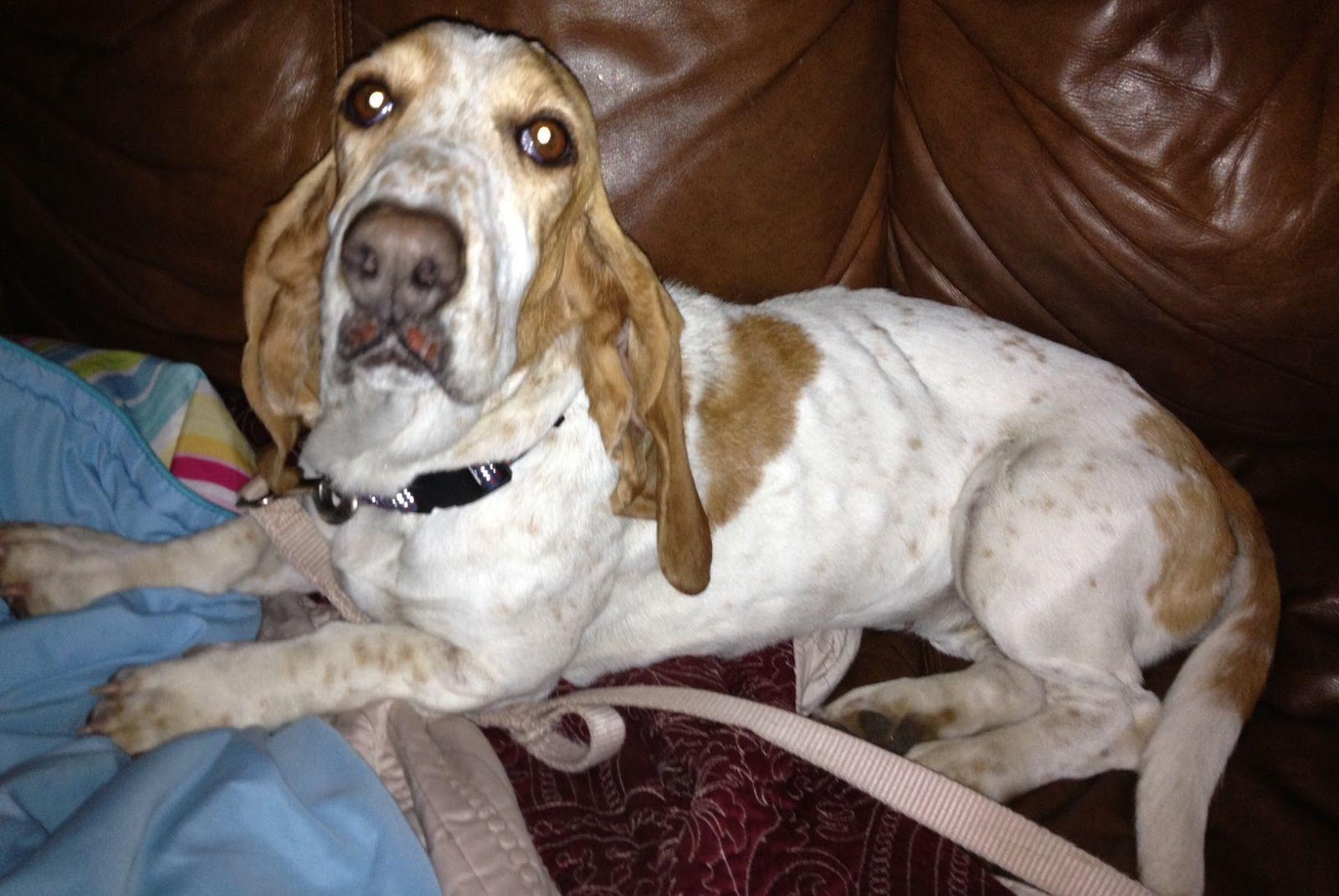 Spring Basset Hounds