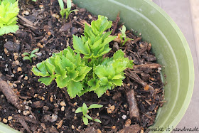Grow your groceries! Use the leftover portion of your celery to create fragrant houseplant! A great gardening project for the kids. http://www.makeithandmade.com/2014/03/regrowing-celery.html