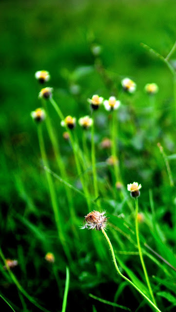 Hình nền iphone 5 đẹp