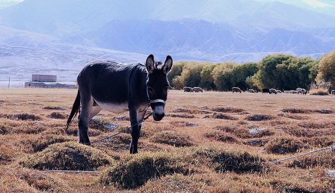The Passionate and Cheerful Tajiks | China Tours Online Blog